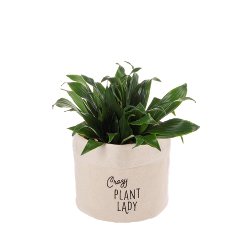 Spring Decor - Canvas Plant Cover Small