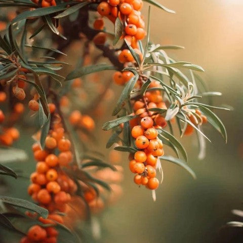 Sea Buckthorn Shower Steamers